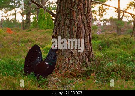 Capercaillie Tetrao urogallus, montrant un mâle à la base d'un pin sylvestre mature Pinus sylvestris, Abernethy Forest, Speyside, Écosse, Royaume-Uni Banque D'Images