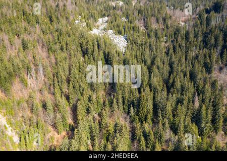 Cette photo de paysage a été prise en Europe, en France, dans les Alpes, en direction de Chamonix, au printemps.On peut voir les forêts de conifères du Mont Blan Banque D'Images