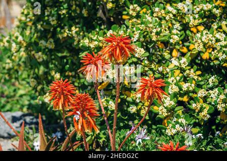 Fleurs aloès arborescens - floraison plante vivace succulente qui pousse dans le jardin Banque D'Images