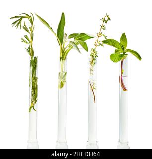 Herbes vertes fraîchement cueillies dans des éprouvettes avec de l'eau.Bouquet de quatre espèces de plantes.Isolé sur un fond blanc. Banque D'Images