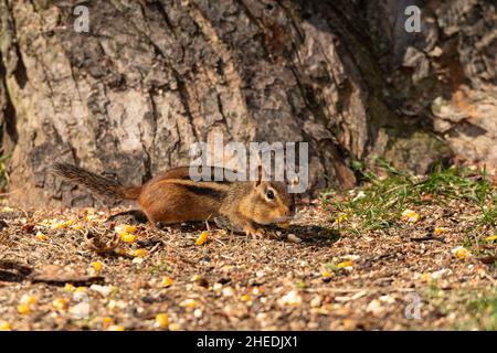 Chipmunk de l'est sur terre. Banque D'Images