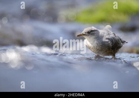 Le balancier américain (Cinclus mexicanus) se nourrissant dans le cours d'eau subalpin, les lacs Anderson, les montagnes North Cascade, le comté de Whatcom, Washington,ÉTATS-UNIS Banque D'Images