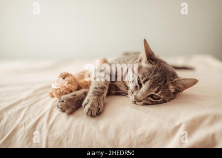 Un adorable chaton en tabby se trouve dans une étreinte avec un jouet en peluche sur le lit.Le chat dort sur le canapé dans le salon.Un rêve doux, réveillez-vous Banque D'Images