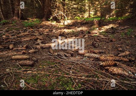 Terrain forestier avec de nombreux cônes de conifères Banque D'Images
