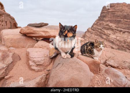 Deux petits chats errants reposant sur des roches rouges, paysage montagneux Banque D'Images