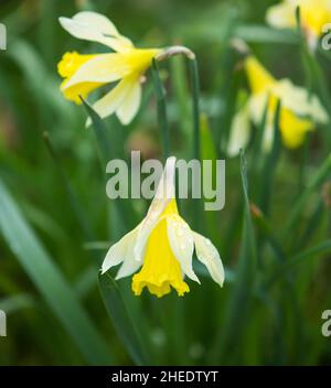 Jonquilles sauvages en fleur à Grasmere, le parc national de Lake District, Cumbria, Angleterre Banque D'Images