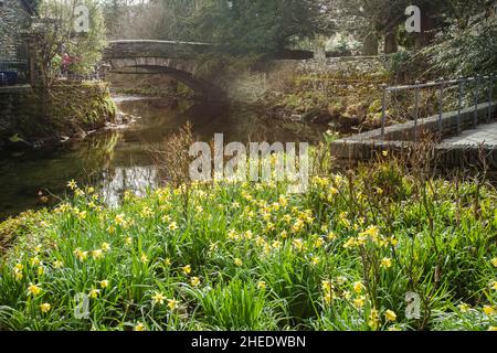 Grasmere Bridge et jonquilles sauvages à côté de la rivière Rothay dans le Wordsworth Memorial Garden Grasmere, le parc national du Lake District, Cumbria, Angleterre Banque D'Images