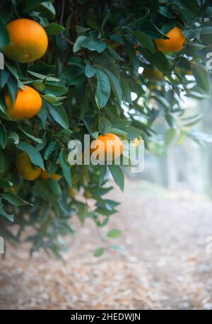 Mandarine ou orange sur une branche dans un verger d'agrumes.Plan vertical, espace de copie Banque D'Images