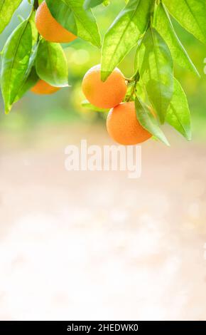 Branche de mandarine avec fruits dans un jardin.Gros plan lumineux, prise de vue verticale avec espace de copie Banque D'Images