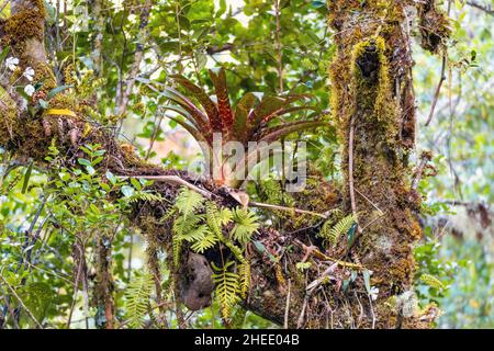 Belle fleur Bromeliad sur une branche d'arbre.San Gerardo de Dota, Costa Rica Banque D'Images