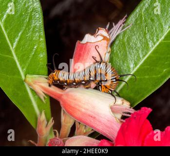 chenille rayée orange et noire de papillon oléandé, Euploea core corinna, se nourrissant sur les fleurs roses d'un Adenium / désert rose Banque D'Images