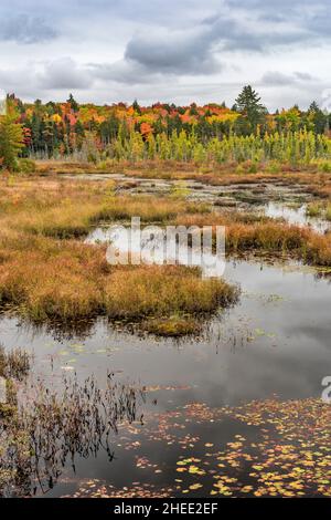 Brown's Tract Inlet juste à côté du lac Raquette à l'automne, Adirondack Park, Hamilton County, New York Banque D'Images