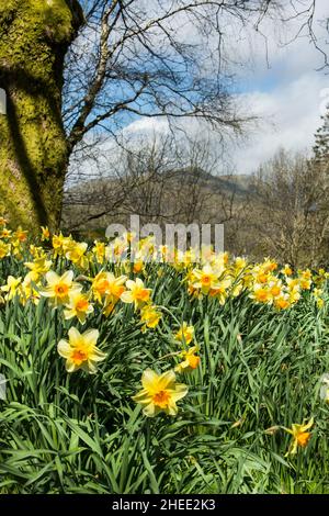 William Wordsworth accueille des jonquilles dorées dans le parc Borrans, Ambleside, le parc national Lake District, Cumbria, Angleterre Banque D'Images