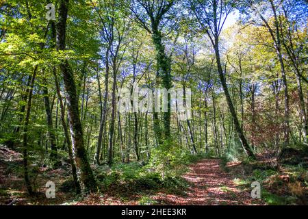 Paysage forestier d'automne, la Fageda d'en Jordà dans la zone du parc naturel volcanique de la Garrotxa Olot Girona, Espagne Banque D'Images