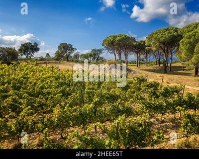 Vignes produisant des vins bio dans la région d'Emporda au nord de la Costa Brava en Catalogne Espagne Banque D'Images