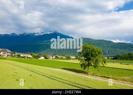 Cette photo de paysage a été prise en Europe, en France, en Isere, dans les Alpes, en été.Nous voyons un arbre au bord d'un chemin menant à la ville de Gres Banque D'Images