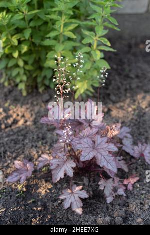 Geyhera marron argent avec de belles feuilles ajourées fleurit de blanc fleurs Banque D'Images