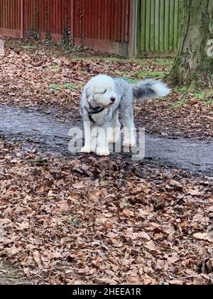 Old English sheepdog appelé Dulux dans Northampton célèbre type de chien de style masculin jouer jouer courir amusant courir blanc doux marche plomb gris Banque D'Images