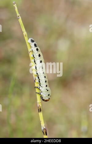 Larve de pins (Diprion pini) se préparant à se marier sur une tige d'Horsetail dans le sable côtier mou de dunes, Kenfig NNR, Glamourgan, pays de Galles, Royaume-Uni,Juillet Banque D'Images