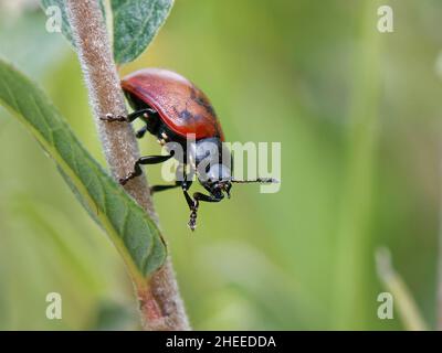 Le coléoptère de la feuille de peuplier rouge (Chrysomela populi) sur le saule (Salix sp.) qui s'accroche à des acariens parasites (Linobia coccinellae), Kenfig NNR, pays de Galles. Banque D'Images