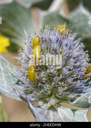 Le groupe de coléoptères du soufre (Cteniopus sulfureus) s'est nectardé sur des fleurs de houx de mer (Eryngium maritimum) dans des dunes de sable côtières, Kenfig NNR, Glamorgan, pays de Galles Banque D'Images