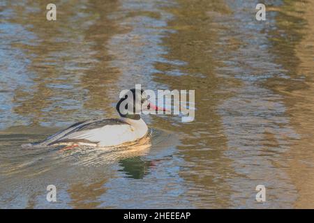 Un seul homme de goosander nageant sur un lac d'eau douce. Banque D'Images