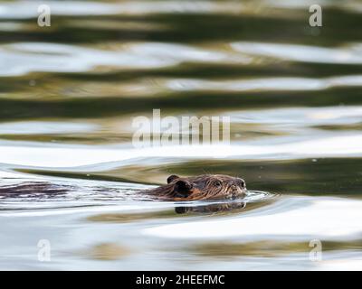 Castor nord-américain adulte, Castor canadensis, nageant dans le parc national de Grand Teton, Wyoming. Banque D'Images