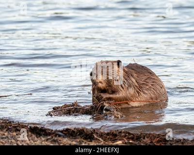 Castor nord-américain adulte, Castor canadensis, le long de la rive dans le parc national de Grand Teton, Wyoming. Banque D'Images