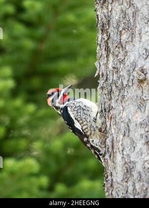 sapsucker adulte à napes rouges, Sphyrapicus nuchalis, dans la vallée de Lamar, parc national de Yellowstone, Wyoming. Banque D'Images