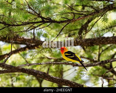 Un tanager occidental mâle adulte, Piranga ludoviciana, dans la vallée de Lamar, parc national de Yellowstone, Wyoming. Banque D'Images