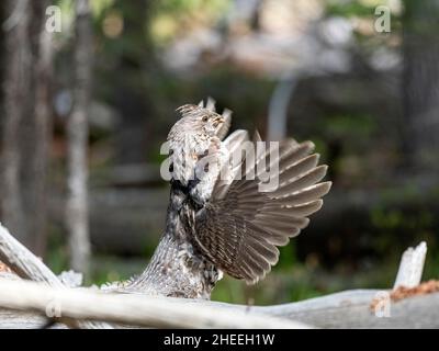 Dendragapus obscurus, une femelle adulte, présente dans le parc national de Yellowstone, Wyoming. Banque D'Images