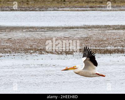Pélican blanc américain, Pelecanus erythrorhynchos, en vol dans le parc national de Yellowstone, Wyoming. Banque D'Images