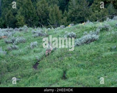 Un coyote adulte, Canis latrans, au crépuscule, parc national de Yellowstone, Wyoming. Banque D'Images