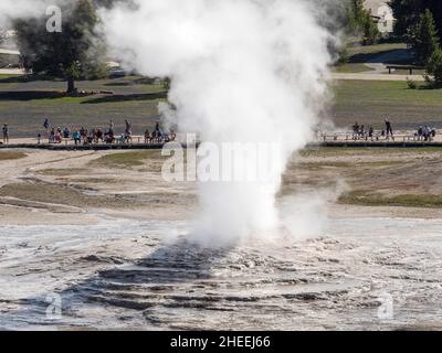 Le geyser conique appelé Old Faithful Eruption dans le parc national de Yellowstone, Wyoming, USA. Banque D'Images