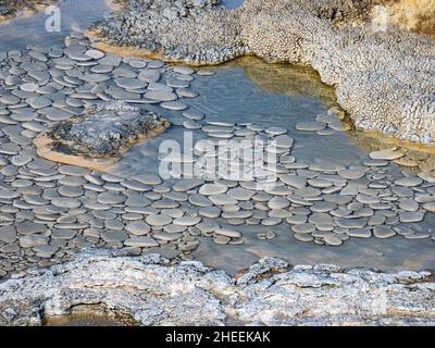 Détail du bassin de porcelaine, dans la région du bassin de Norris Geyser, parc national de Yellowstone, Wyoming, États-Unis. Banque D'Images