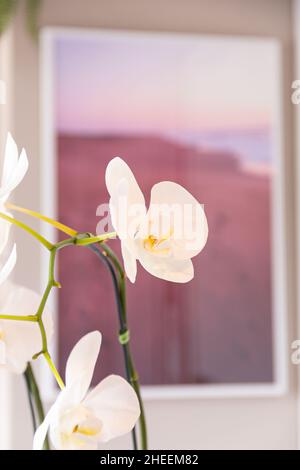 Fleur d'orchidée blanche parfumée sur une mince branche décorant la pièce contre image floue accrochée au mur Banque D'Images
