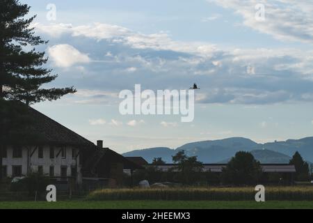 Un cigognes volant au-dessus d'une ferme.Avec un ciel bleu et des nuages blancs. Banque D'Images