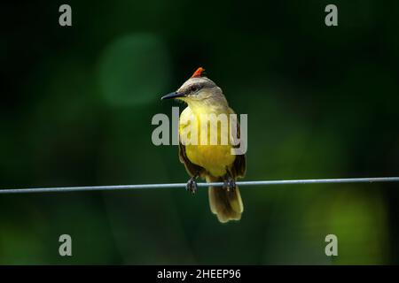 Tyran de bétail (Machetornis rixosa), beau petit oiseau à Pantanal de Mato Grosso, Brésil Banque D'Images