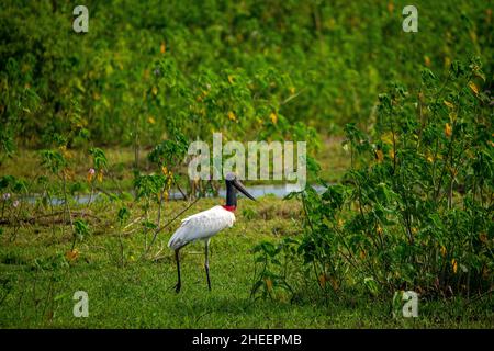 Tuiuiu, l'oiseau considéré comme le symbole du Pantanal de Mato Grosso, Brésil Banque D'Images