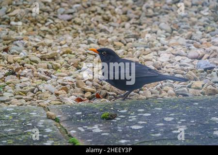 gros plan détaillé d'un mâle blackbird (turdus merula) à la recherche de nourriture parmi la pierre lâche Banque D'Images