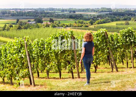 Rangées de vignes surplombant les champs de raisins, la jeune femme regarde les plantations de vignes vertes.Panorama des vignobles dans la vallée.Concept de viticulture, les gens i Banque D'Images