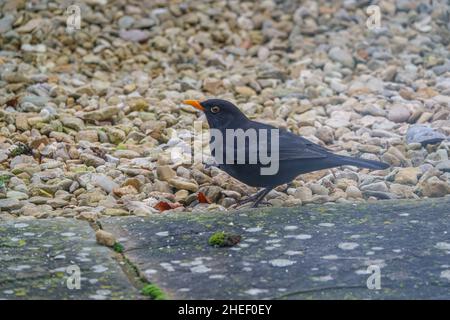 gros plan détaillé d'un mâle blackbird (turdus merula) à la recherche de nourriture parmi la pierre lâche Banque D'Images