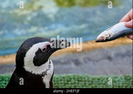 Gardien offrant un poisson dans sa main à un pingouin en captivité pour le nourrir Banque D'Images