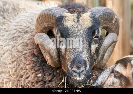 Portrait très proche d'un mouflon d'Amérique (Ovis canadensis) regardant devant la caméra où nous pouvons apprécier ses yeux et ses énormes cornes Banque D'Images