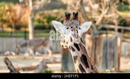 Girafe (Giraffa camelopardalis rothschild) vu de derrière, alors qu'il regarde un zèbre au loin Banque D'Images