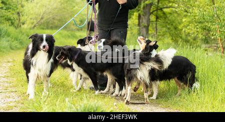À pied avec de nombreux chiens en laisse dans la nature. Border Collies obéissant Banque D'Images