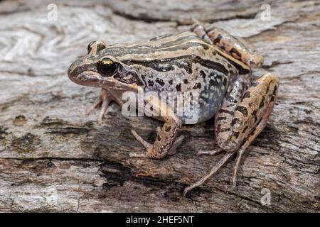 Grenouille Marsh rayée reposant sur une bûche Banque D'Images