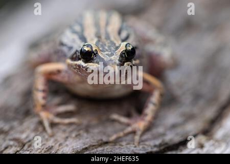 Grenouille de marais à rayures australiennes reposant sur une bûche Banque D'Images