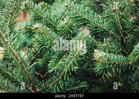 Branches de sapin caucasien - Abies nordmanniana cultivées dans le jardin Banque D'Images