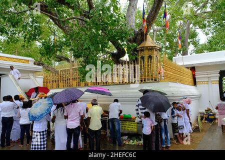 Sri Lanka Anuradhapura - Temple bouddhiste Jaya Sri Maha Bodhi Banque D'Images